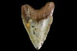 Fossil Megalodon Tooth - North Carolina #147530-2